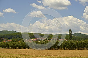 Field on summer photo