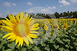 THE FIELD OF SUN FLOWER