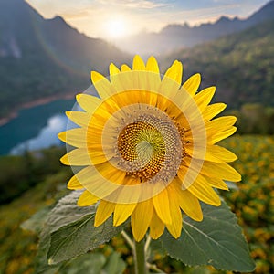 A field of sun flowers