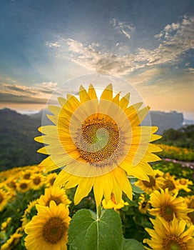 A field of sun flowers