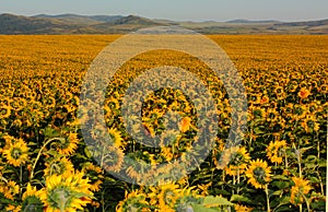 Field of sunflower