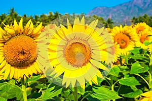 Field of sunflower blue sky with mountains