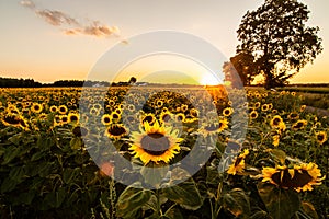 A field of sunflower seeds, Poland