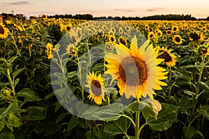 A field of sunflower seeds at sunset