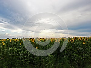Field of sunflower and skies of heaven at such a time of year