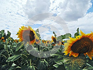 Field, sunflower, sky, sun