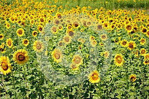 Field of Sunflower in sunlight