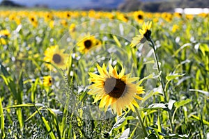 Field of sunflowers