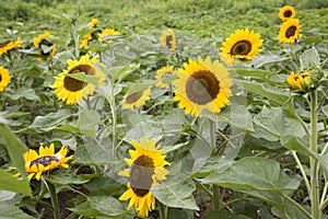 Field of sunflowers