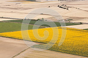 Field of sunflowers photo