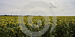 Field of sunflowers