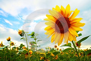 Field of Sunflowers.