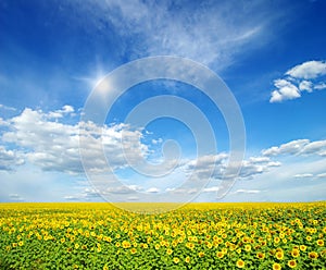 Field of sunflowers