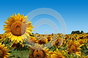 Field of Sunflowers