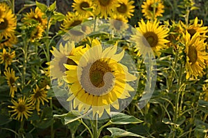 Field of sunflowers