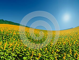 Field of sunflowers