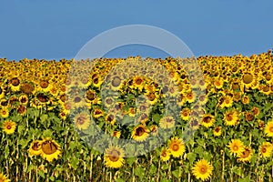 Field of sunflowers