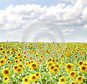 Field of sunflowers