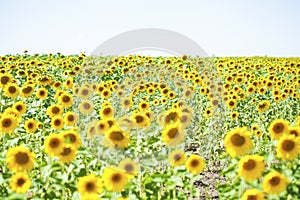 Field of sunflowers