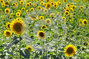 Field of sunflowers