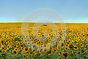 Field of sunflowers