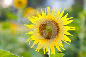 Field of sunflowers.