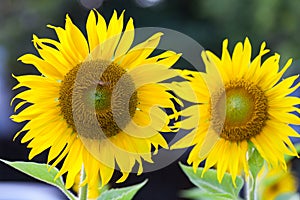 Field of sunflowers.