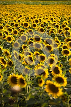 A field of sunflowers