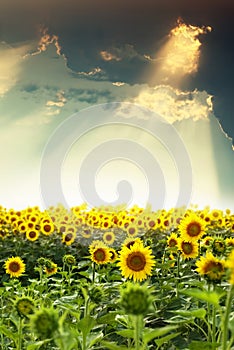 Field of sunflowers