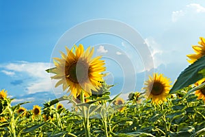 field of sunflowers