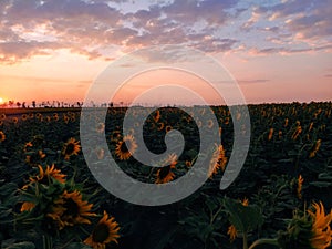 Field of sunflowers against the backdrop of sunset and clouds in the evening