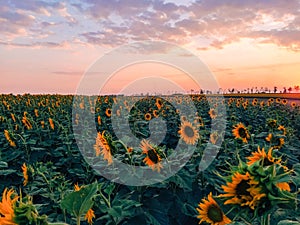 Field of sunflowers against the backdrop of sunset and clouds in the evening