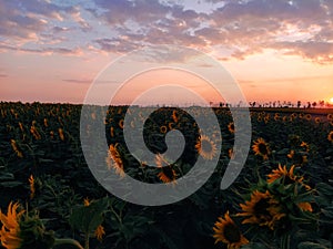 Field of sunflowers against the backdrop of sunset and clouds in the evening