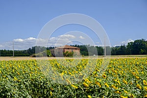 Field of sunflowers along the via Emilia photo