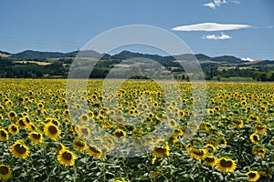 Field of sunflowers along the via Emilia photo