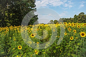 A Field of Sunflowers