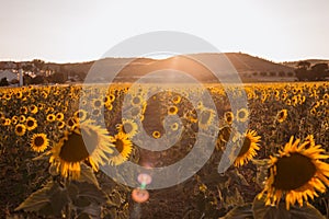 Field of sunflowers on a background sunset at summer day
