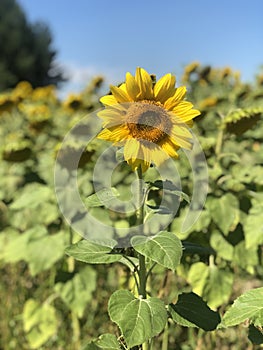 field of sunflowers