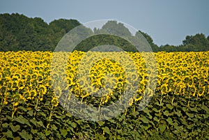 Field of sunflowers blooming