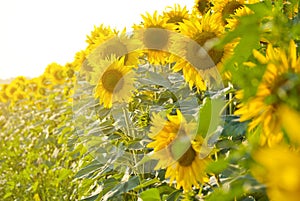 Field of sunflowers blooming