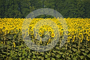 Field of sunflowers blooming