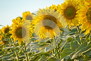 Field of sunflowers blooming