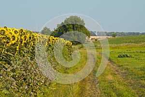 Field of sunflowers blooming