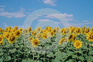 A field of sunflowers blooming on the background of the blue sky