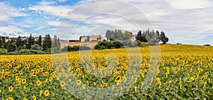 Field of Sunflowers