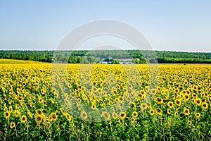 The field of sunflowers and blue sky.