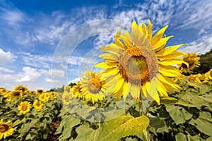 Field sunflowers on the blue sky.