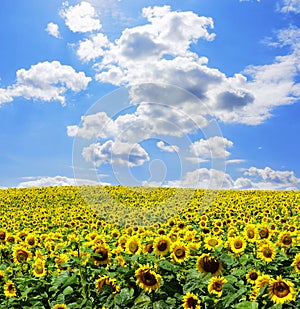 Field of sunflowers with blue sky