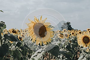 Field of sunflowers with blue sky. A sunflower field at sunset,with vintage filter,selective focus