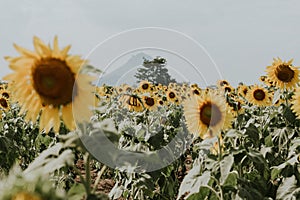 Field of sunflowers with blue sky. A sunflower field at sunset,with vintage filter,selective focus